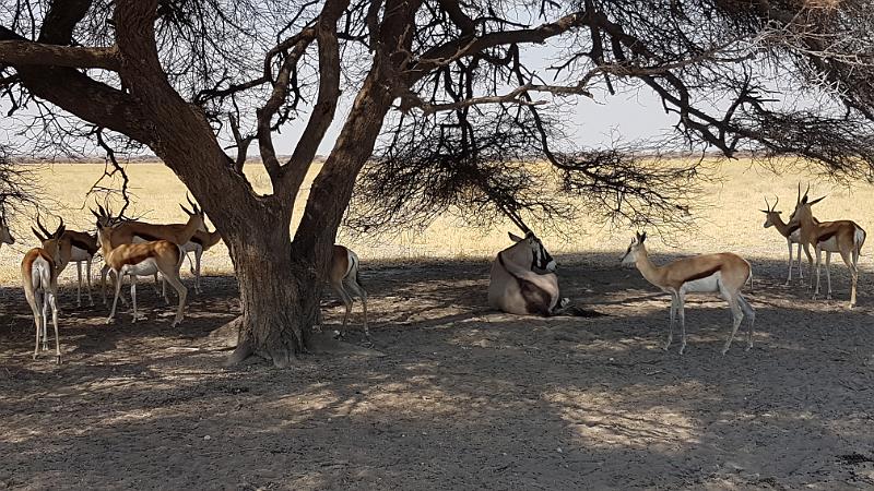 20161011_142950.jpg - 11.10. Sprinböcke und Oryx, Central Kalahari GR (CKGR)