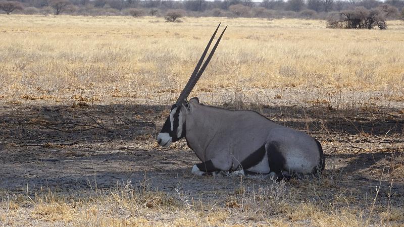 20161011_151516.JPG - 11.10. Oryx, Central Kalahari GR (CKGR)