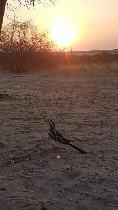 20161011_181242.jpg - 11.10. Gelbschabeltoko auf Sunday Pan Campiste CKSUN3, Central Kalahari GR 