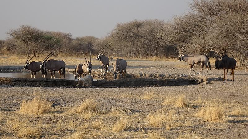 20161012_075320.JPG - 12.10. Sunday Pan Waterhole, Central Kalahari GR