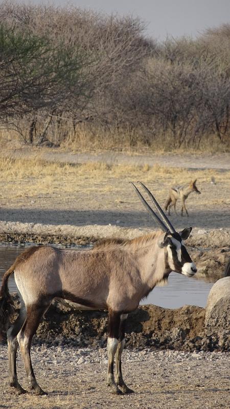 20161012_080513.JPG - 12.10. Oryx und Schakal am Sunday Pan Waterhole, Central Kalahari GR