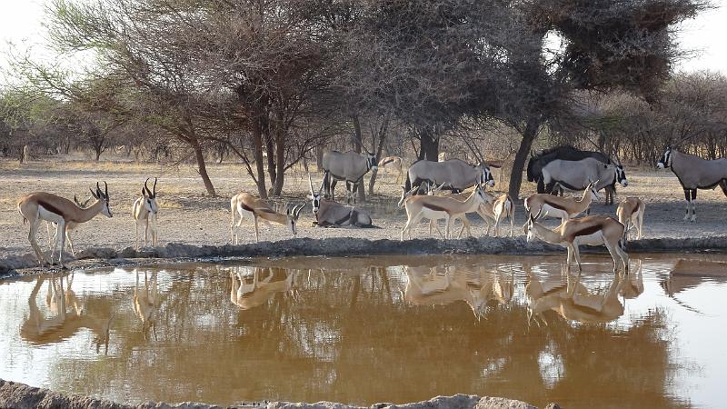 20161012_083239.JPG - 12.10. Sunday Pan Waterhole, Central Kalahari GR