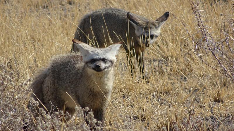 20161012_093840.JPG - 12.10. Löffelhunde im Passarge Valley, Central Kalahari GR