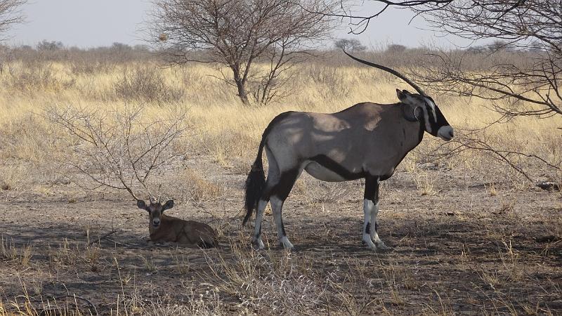 20161012_094126.JPG - 12.10. Oryx mit Jungem im Passarge Valley, Central Kalahari GR