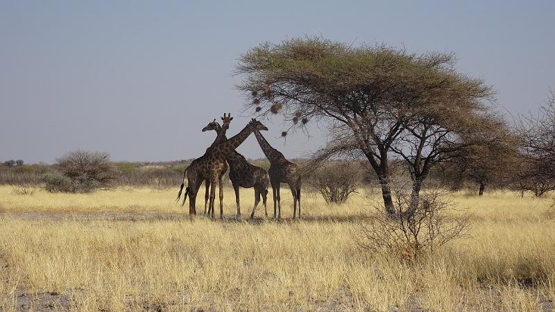 20161012_094627.JPG - 12.10. Giraffen im Passarge Valley, Central Kalahari GR