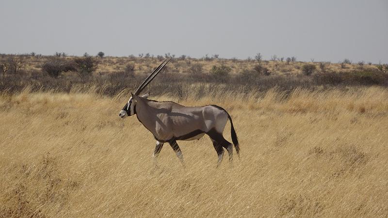 20161012_100452.JPG - 12.10. Oryx  im Passarge Valley, Central Kalahari GR